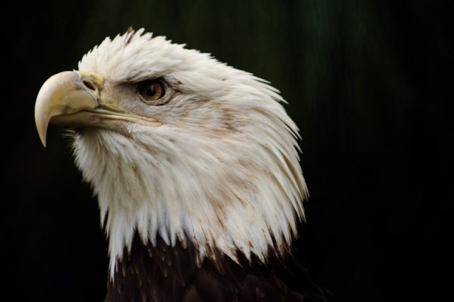 national parks of the world  Yellowstone national park birds checklist  bald eagle