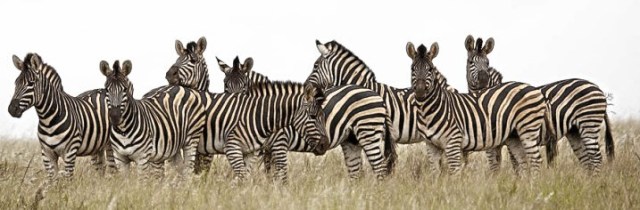 National Parks Worldwide  African Zebras Africa National Parks