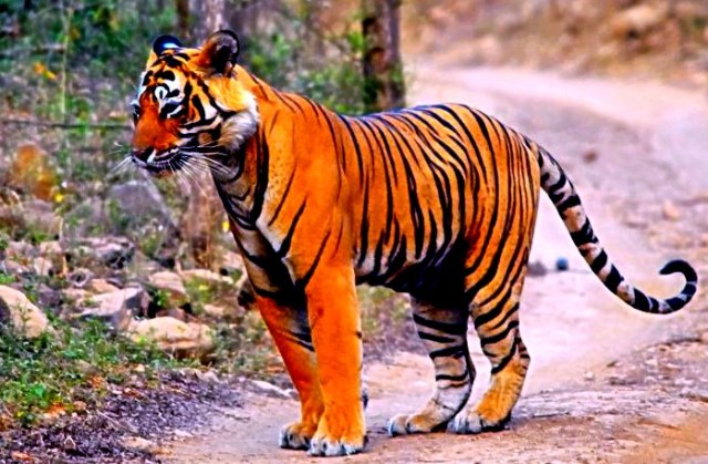 National Parks Worldwide Bengal Tiger India