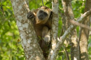 National Parks Worldwide Black Howler Monkey Belize