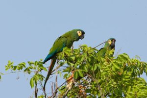 blue-winged macaw  national parks worldwide bolivia