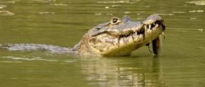 national parks worldwide caiman brazil