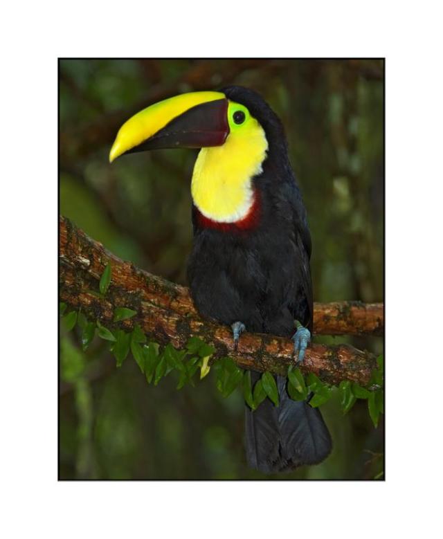 national parks worldwide toucan belize