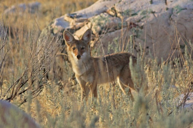 national parks worldwide  Coyote  Canus latrans      Mexico
