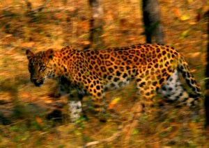 national parks worldwide Leopard - India