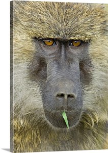 olive baboon (Papio anubis)   National Parks of Africa National Parks of the World African National Parks Baboon   African Primate  National Parks Worldwide   Wildlife conservation   wild animals  african animals  african wildlife  