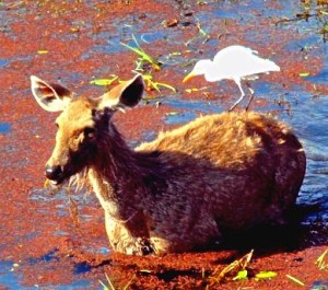 national parks worldwide Sambar Deer India