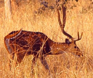 national parks worldwide Spotted Deer India