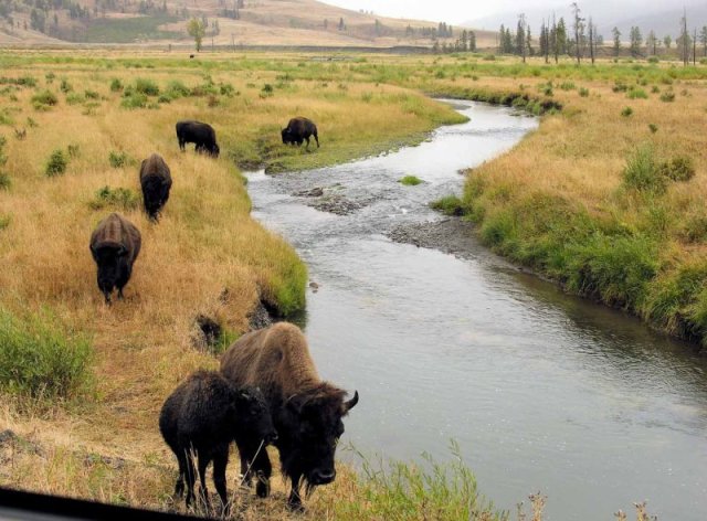 Yellowstone National Park 2