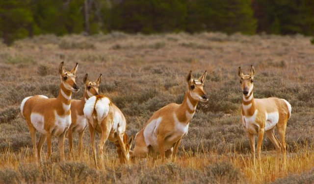 National Parks Worldwide  Yellowstone National Park- Prong horn United States National Parks  national parks worldwide National Parks of North America National Park North American National Parks  Best National Parks of North America  National Parks North American Wildlife  North American animals North American wildlife national parks of Canada  moose  Canadian National Parks  Canadian wildlife  national parks of the world best national parks of north America best national parks of canada 