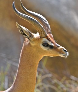 national parks of the world  antelope 3 malawi national parks