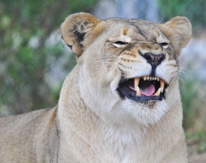 national parks of the world lion malawi national parks