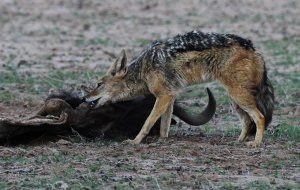 national parks of the world  jackal angola national park