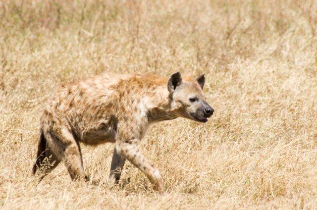 national parks worldwide botswana africa hyeana