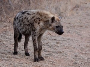 national parks worldwide spotted hyena