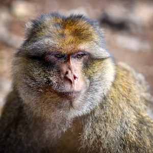 national parks worldwide Algeria   Barbary Macaque, Magot (Macaca sylvanus)