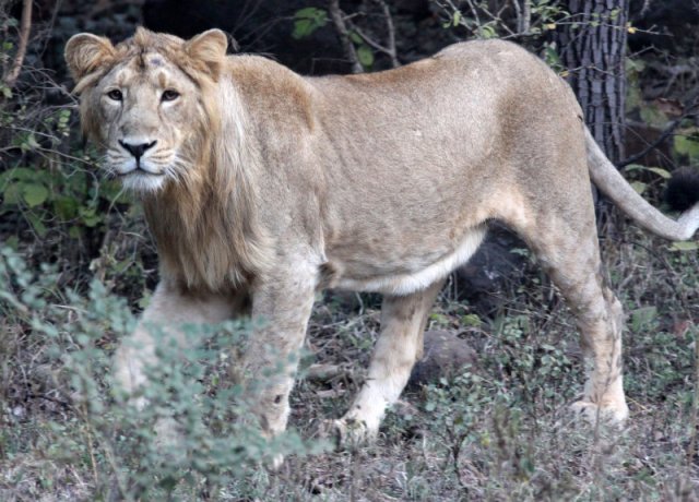 National Park Worldwide ASIATIC LION - GIR FOREST GUJARAT INDIA