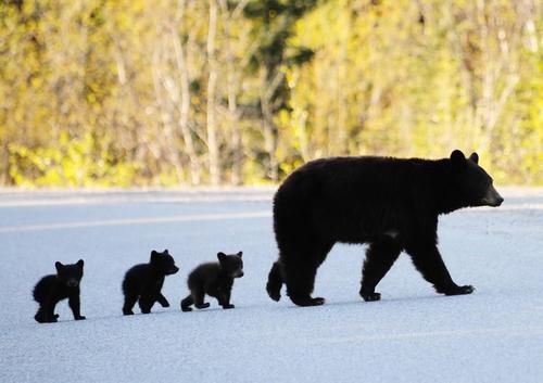 national parks of canada  black bear national parks of north america national parks of the united states national parks of the world wildlife conservation endangered animals endangered species wild animals exotic animals mammals Banff National Park  canadian national parks wildlife of canada