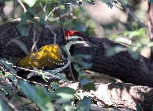 national parks worldwide COMMON FLAMEBACK - GIR FOREST GUJARAT INDIA