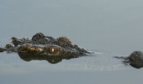 national parks of vietnam national parks of the world national parks worldwide crocodile Cat Tien National Park