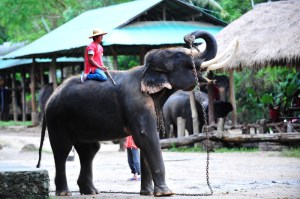 national parks worldwide Elephant show,Chiang Mai. Thailand