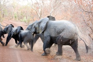 elephants zz