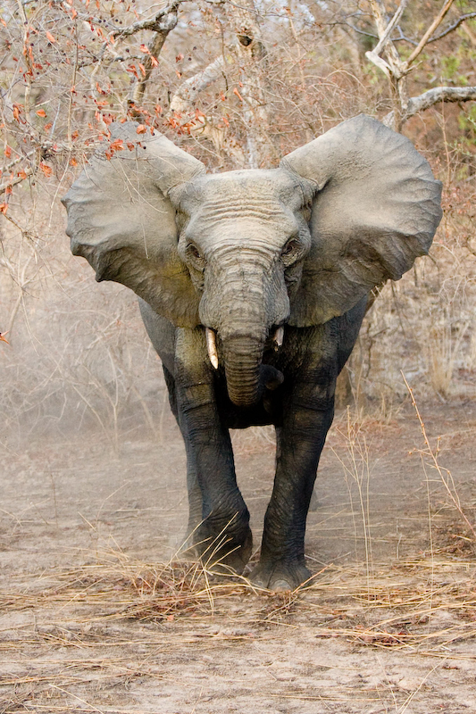 national park worldwide elephant