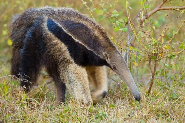 national parks worldwide Giant Anteater - Venezuea 1