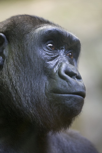 National Parks worldwide   gorilla