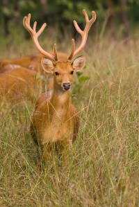 national parks worldwide Indian Swamp Deer