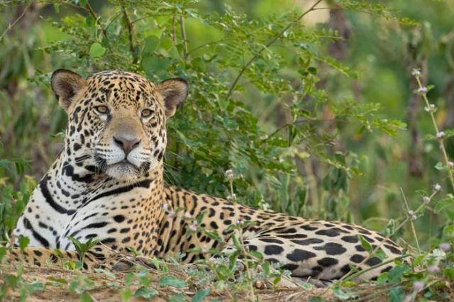 national parks worldwide Jaguar 1