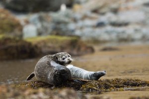 National Parks Woldwide Largha Seal - Siberia