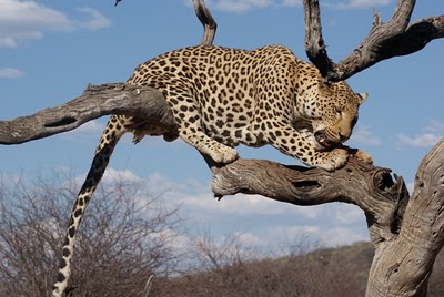 national parks of the world  namibia national parks namibia leopard national parks of namibia