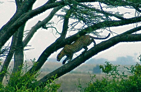national parks worldwide  leopard  nairobi national park  kenya