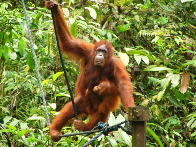 national parks worldwide   Orang Utan 