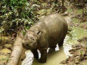 Natinal Parks Worldwide Malaysia - Sumatran rhinoceros