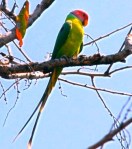 National Parks Worldwide - Plum Headed Parakeet
