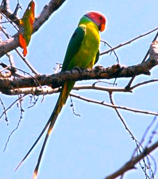 National Parks Worldwide - Plum Headed Parakeet  