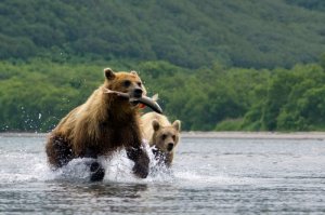 national parks worldwide Russia - Brown Bear