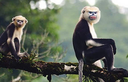 national parks of vietam national parks of asia Snub-nosed monkey in Cat Tien National Park national parks of the world national parks worldwide