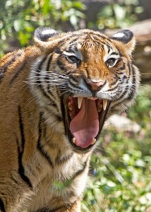national parks worldwide asia national parks of asia tiger bengal tiger