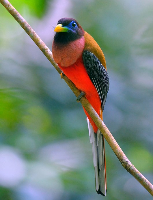 national park worldwide trogon