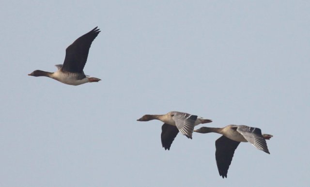 national parks worldwide  Tundra Bean Geese    china