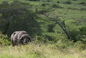 national parks worldwide   water buffalo  Nairobi National Park