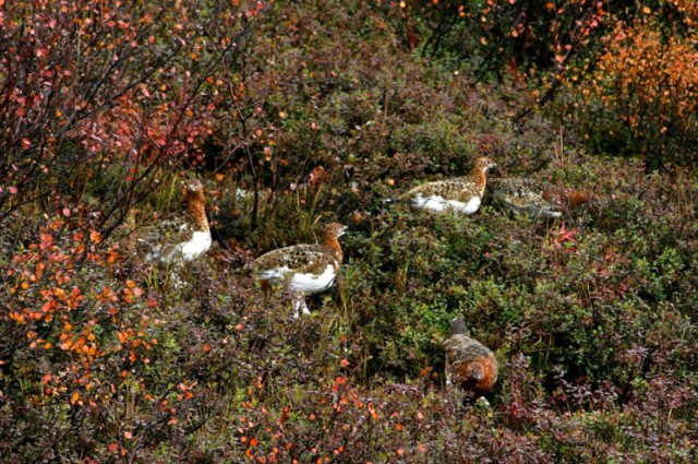 national parks worldwide  willow ptarmigan canada