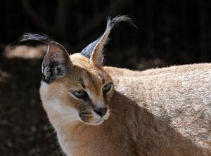 national parks worldwide   caracal national parks of iran