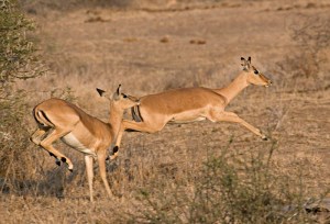 african national park akagera national park rwanda national park impala national park