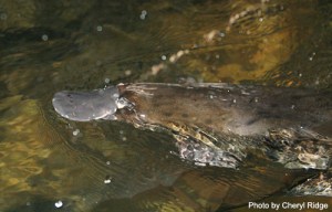 national parks worldwide australia national parks platypus
