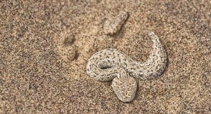 National Parks of the world Bitis peringueyi  Namibia