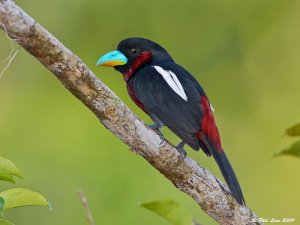 national parks worldwide  laos national parks black an red broadbill